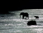 Elefanten überqueren einen Fluß im Gegenlicht der Abendsonne  Kenia