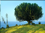 Kein Baum, sondern eine riesige Euphorbie  Ruanda
