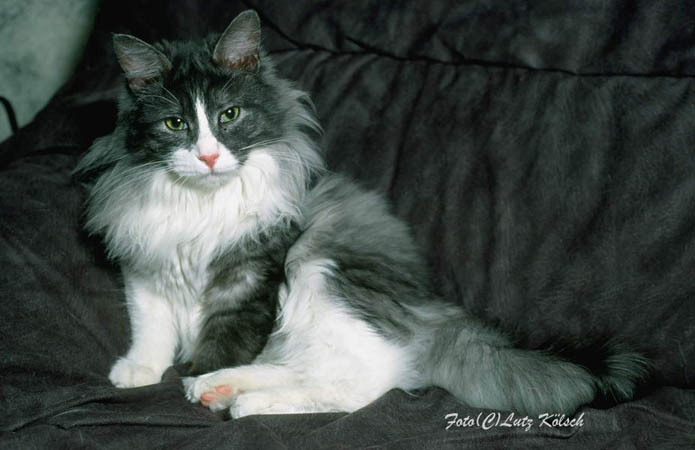 Maine Coon-14