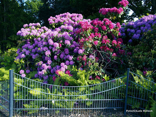 Humboldhain-087