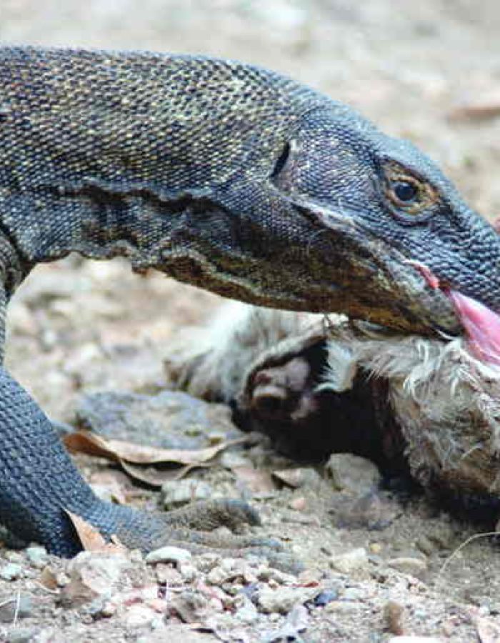 Indonesien-79-N83-17