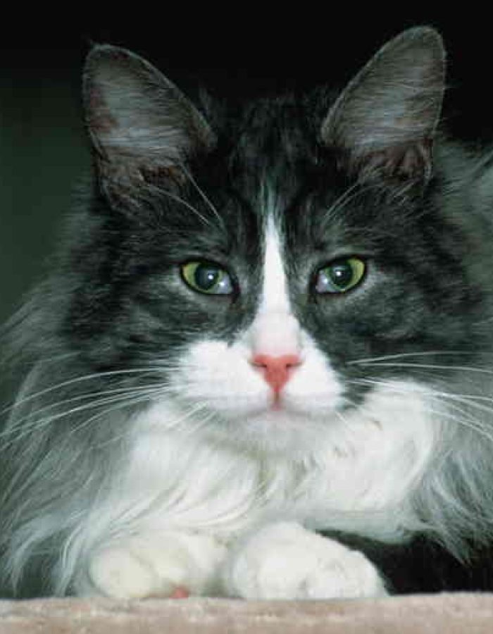 Maine Coon-03
